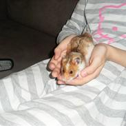 Hamster pepsi