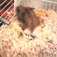 Hamster R.I.P-TULLE-MINEGEN<3<3 [HIMMELHAMSTER]