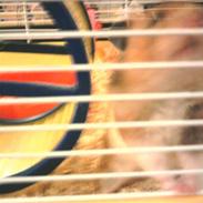 Hamster R.I.P-TULLE-MINEGEN<3<3 [HIMMELHAMSTER]