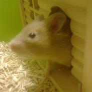 Hamster Coco