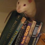 Tamrotte Tazz Himalaya