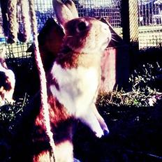 Kanin Kia <3 frækkerten