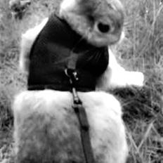 Kanin Kia <3 frækkerten