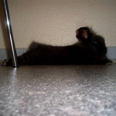 Kanin Fjumse - Min bedste ven †R.I.P.†