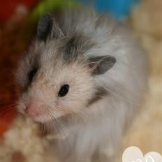 Hamster Krumme *RIP 13/2 2012*