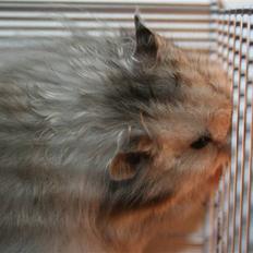 Hamster Krumme *RIP 13/2 2012*