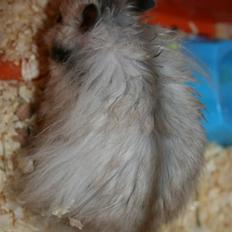 Hamster Krumme *RIP 13/2 2012*