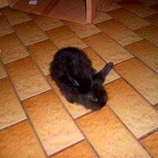 Kanin Fjumse - Min bedste ven †R.I.P.†