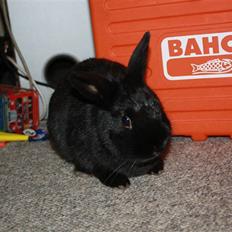 Kanin Fyldbinggaards Golden (=