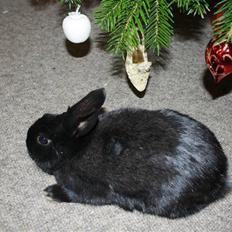 Kanin Fyldbinggaards Golden (=