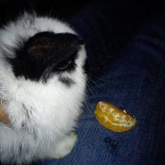 Kanin Dalsgaardens ChumChum