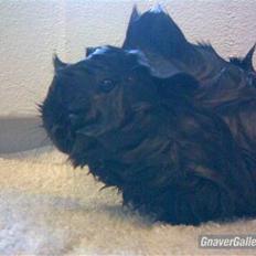 Marsvin | Pjuske | [R.I.P]