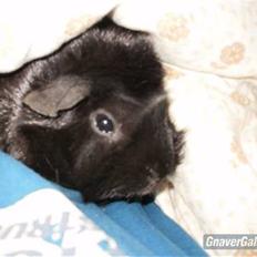 Marsvin | Pjuske | [R.I.P]