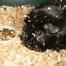 Marsvin | Pjuske | [R.I.P]