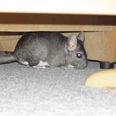 Chinchilla Stitch