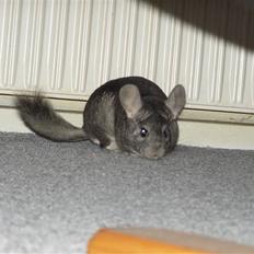 Chinchilla Stitch