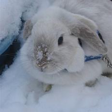 Kanin Barbara (R.I.P død feb 2013)