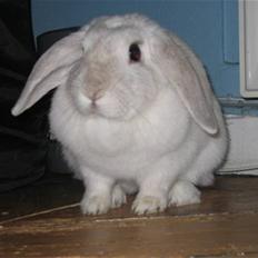 Kanin Barbara (R.I.P død feb 2013)