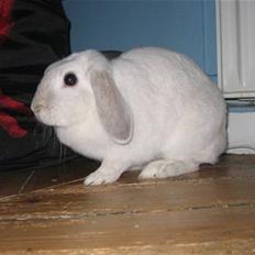 Kanin Barbara (R.I.P død feb 2013)