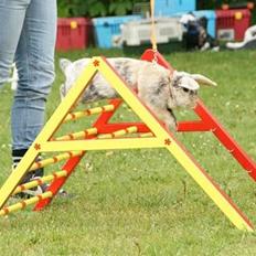 Kanin Asil † R.I.P † Savn