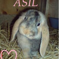 Kanin Asil † R.I.P † Savn