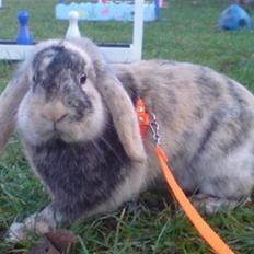 Kanin Asil † R.I.P † Savn