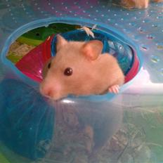 Hamster Tia