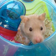 Hamster Tia