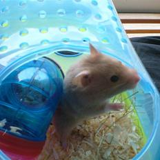 Hamster Tia