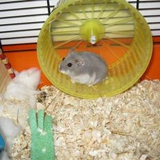 Dværghamster stald becca's sigge