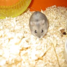 Dværghamster stald becca's sigge