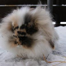 Kanin Jordbærgårdens Banzai