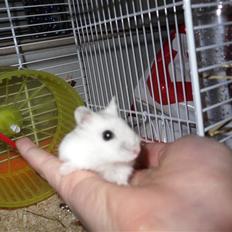 Dværghamster Pixie