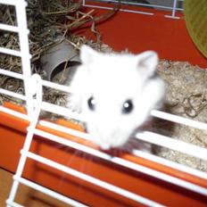 Dværghamster Pixie