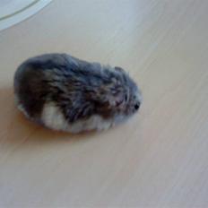 Dværghamster Findus<3 † R.I.P. †