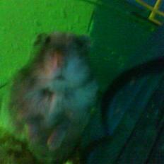 Dværghamster Findus<3 † R.I.P. †