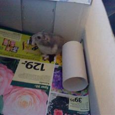 Dværghamster Findus<3 † R.I.P. †