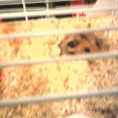 Hamster R.I.P-TULLE-MINEGEN<3<3 [HIMMELHAMSTER]