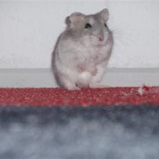 Dværghamster Misty
