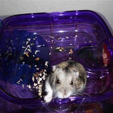 Dværghamster Striber<3 † R.I.P. †