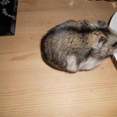 Dværghamster Striber<3 † R.I.P. †
