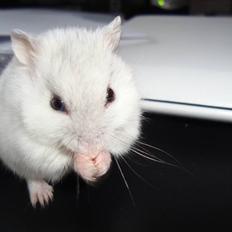 Dværghamster bibsi