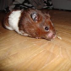 Hamster Gismo