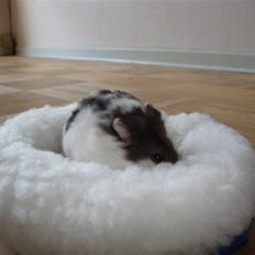 Dværghamster Lollypop