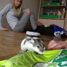 Dværghamster Lollypop