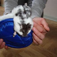 Dværghamster Lollypop