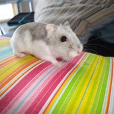 Dværghamster Frida