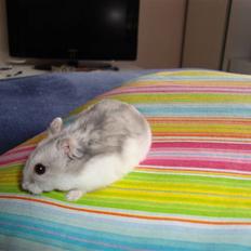 Dværghamster Frida