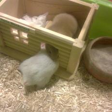 Hamster Mr. Snowflake