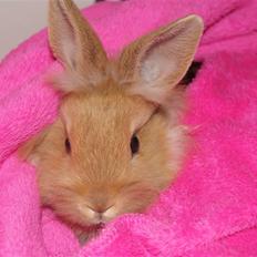 Kanin - Hugo min dreng § 